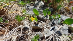 Coronilla scorpioides