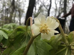 Podophyllum peltatum