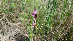 Ophrys bertolonii flavicans