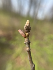 Amphibolips ellipsoidalis