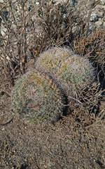 Mammillaria mystax