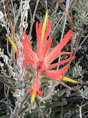 Castilleja subinclusa subinclusa