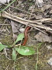 Scolopocryptops rubiginosus