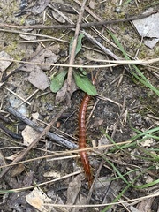 Scolopocryptops rubiginosus