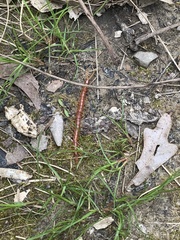 Scolopocryptops rubiginosus