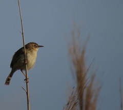 Cisticola juncidis
