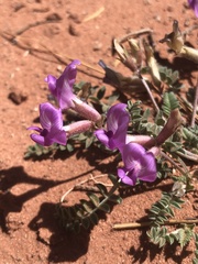 Astragalus zionis