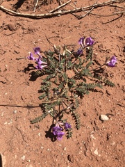Astragalus zionis
