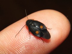 Euthyrrhapha pacifica