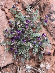 Astragalus desperatus