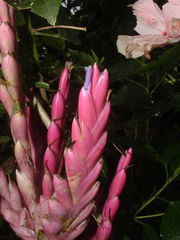 Tillandsia lucida