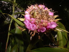 Elleanthus capitatus