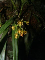 Prosthechea ochracea