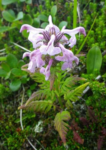 Chamisso's lousewort (Pedicularis chamissonis)