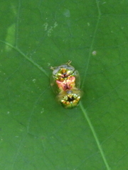 Charidotella zona