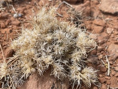 Dasyochloa