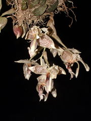 Stanhopea oculata