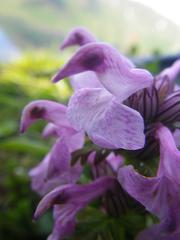 Pedicularis chamissonis