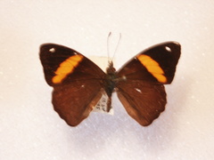 Diaethria pandama