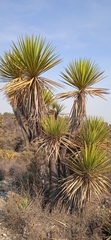 Yucca periculosa