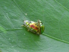 Charidotella zona