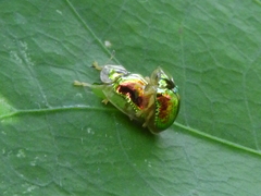 Charidotella zona