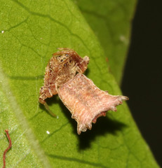 Arkys dilatatus