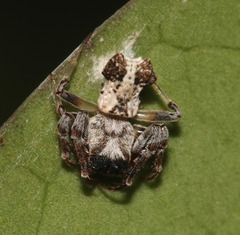 Arkys dilatatus