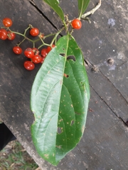 Cordia sulcata