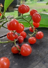 Cordia sulcata