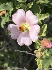 Sphaeralcea fulva