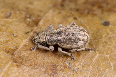 Strophosoma capitatum