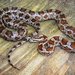 Great Plains Ratsnake - Photo (c) johnwilliams, some rights reserved (CC BY-NC), uploaded by johnwilliams