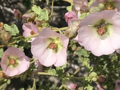 Sphaeralcea fulva