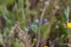 Enallagma cyathigerum