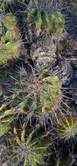 Ferocactus flavovirens