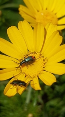 Haplomalachius flabellatus