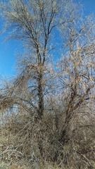 Elaeagnus angustifolia