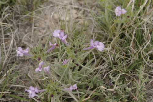 Image of Salvia whitehousei by (c) Eric Knight, some rights reserved (CC BY)