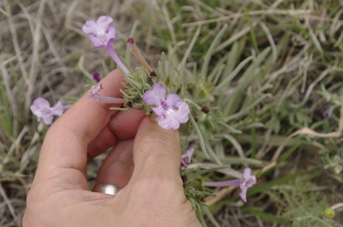 Image of Salvia whitehousei by (c) Eric Knight, some rights reserved (CC BY)