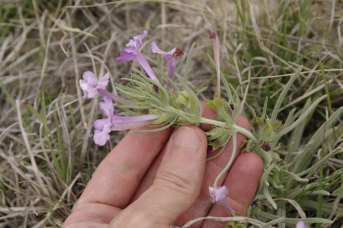 Image of Salvia whitehousei by (c) Eric Knight, some rights reserved (CC BY)