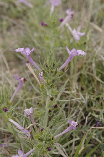 Image of Salvia whitehousei by (c) Eric Knight, some rights reserved (CC BY)