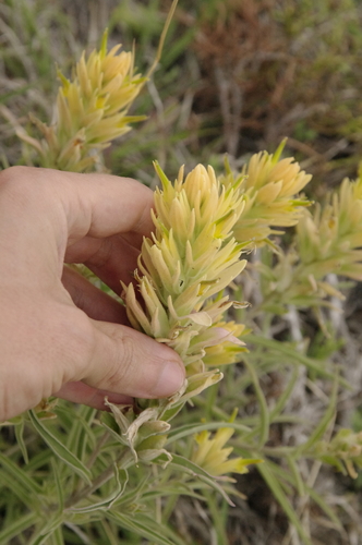 Image of Castilleja genevievana by (c) Eric Knight, some rights reserved (CC BY)