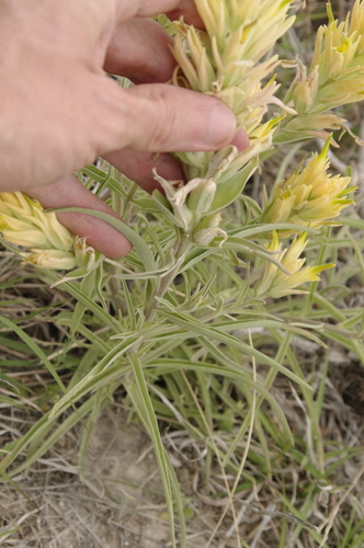 Image of Castilleja genevievana by (c) Eric Knight, some rights reserved (CC BY)