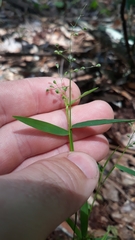 Dichanthelium patulum