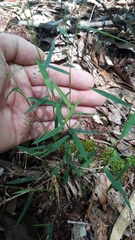 Dichanthelium patulum