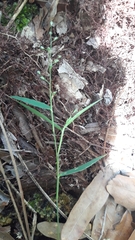 Dichanthelium patulum