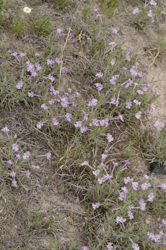 Image of Salvia whitehousei by (c) Eric Knight, some rights reserved (CC BY)