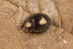 Lamprobyrrhulus nitidus