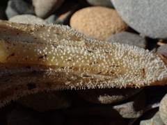 Dipturus nasutus